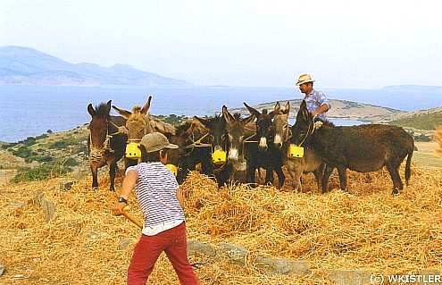 Threshing in Schinoussa